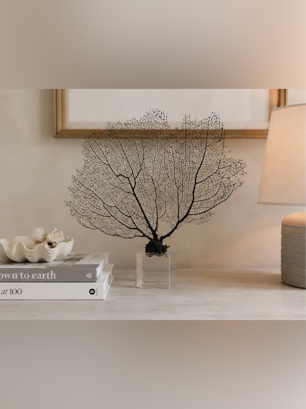 Natural Black Sea Fan Coral Decor on Clear Acrylic Base